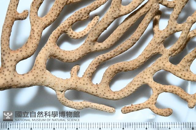 未知種真網柳珊瑚藏品圖，第4張