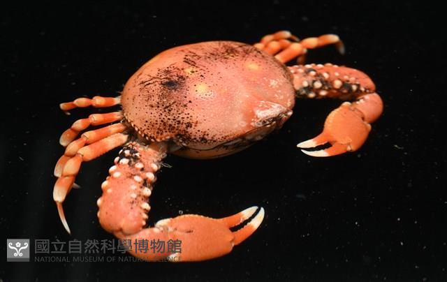 鈍額玉蟹藏品圖，第4張