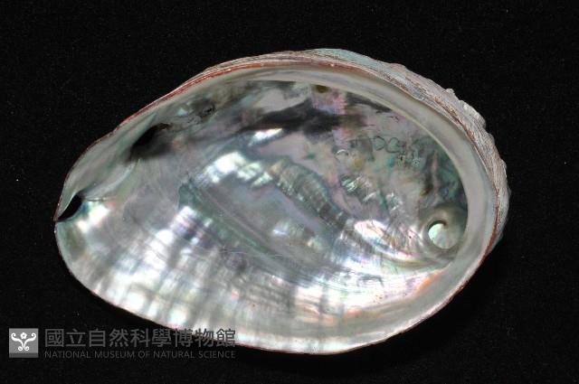皺紋盤鮑藏品圖，第4張