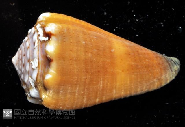 麻點芋螺藏品圖，第4張