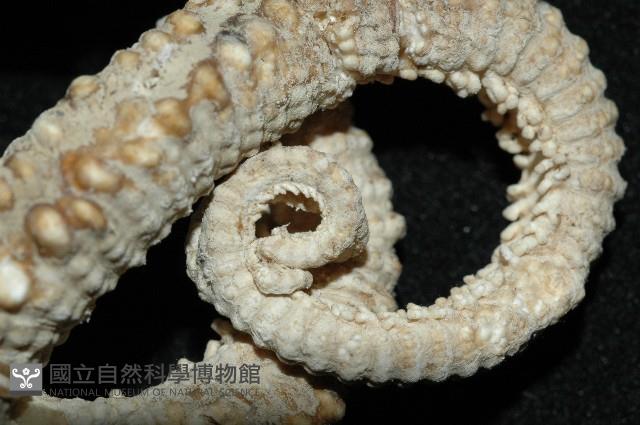 鞭枝蛇尾藏品圖，第4張