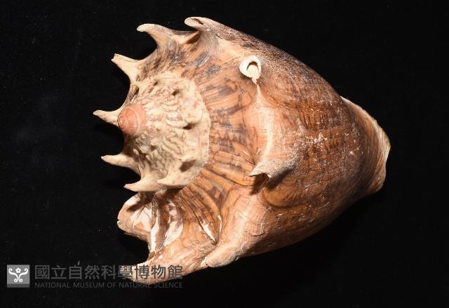 帝王渦螺藏品圖，第4張