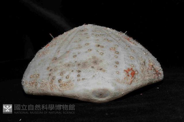大脆心形海膽藏品圖，第4張