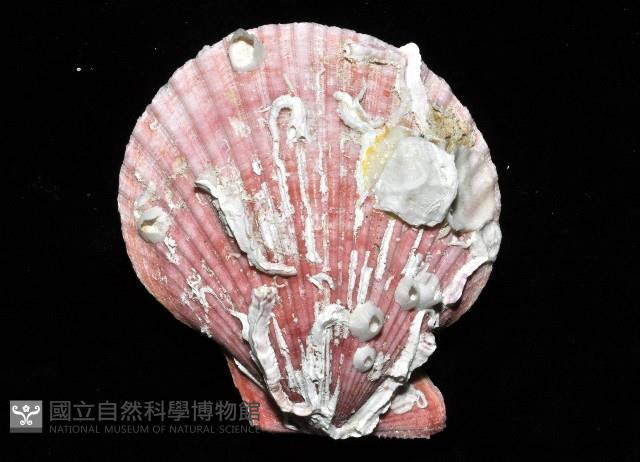 高貴海扇蛤藏品圖，第4張