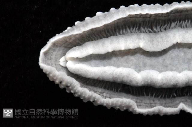 天空葉海蛞蝓藏品圖，第4張