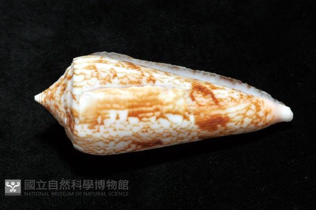 海神芋螺藏品圖，第4張