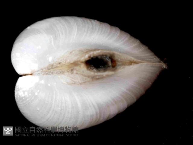 未知種杓蛤藏品圖，第4張