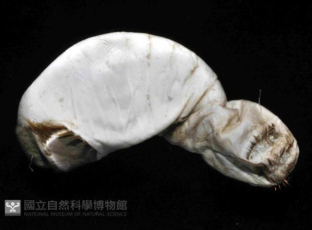 不倒翁蟲藏品圖，第4張