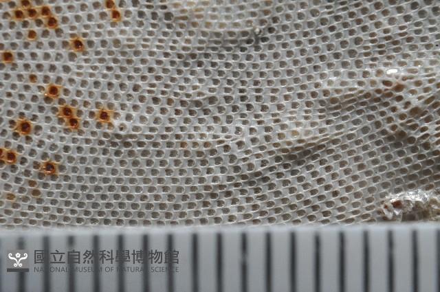 未知種雙湧苔蟲藏品圖，第4張