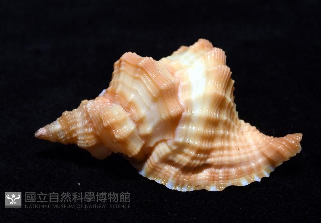 聳肩扭法螺藏品圖，第4張