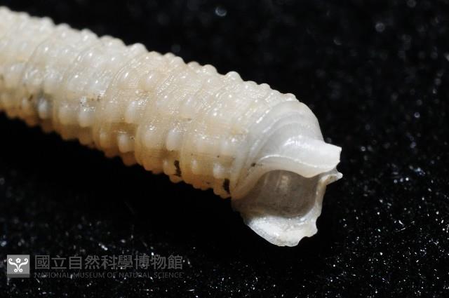 女王左錐螺藏品圖，第4張