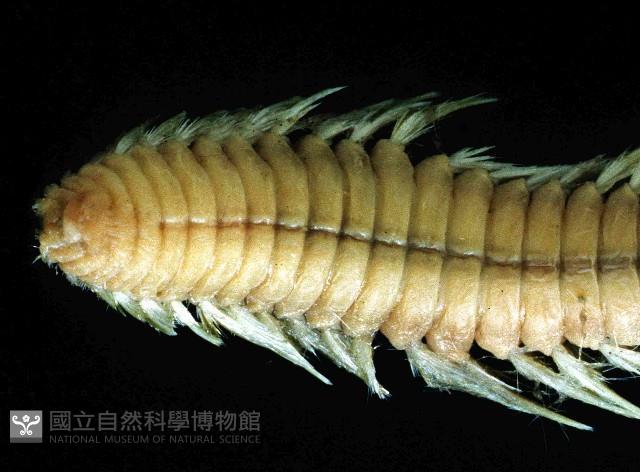 梯斑海毛蟲藏品圖，第4張