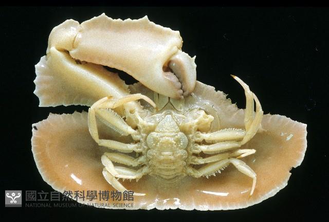環狀(圓拱)隱足蟹藏品圖，第4張