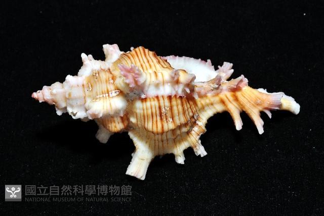 紅千手螺藏品圖，第4張
