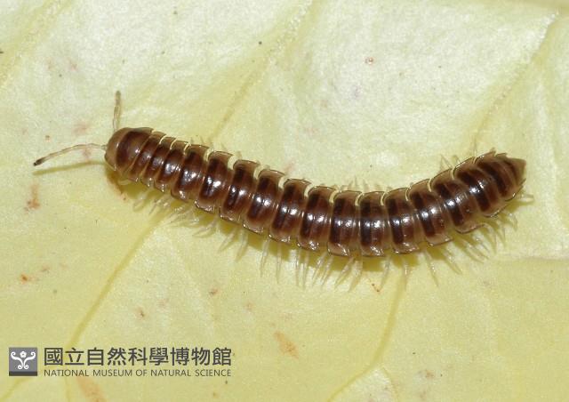 花蓮章氏馬陸藏品圖，第4張