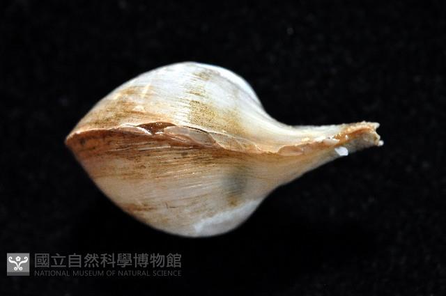 九州杓蛤藏品圖，第4張