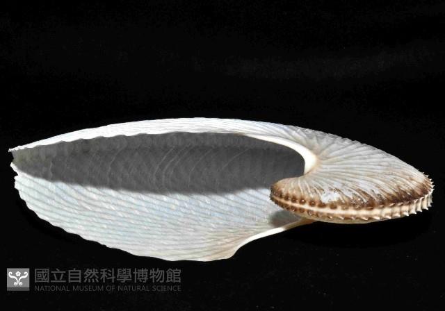 扁船蛸藏品圖，第4張