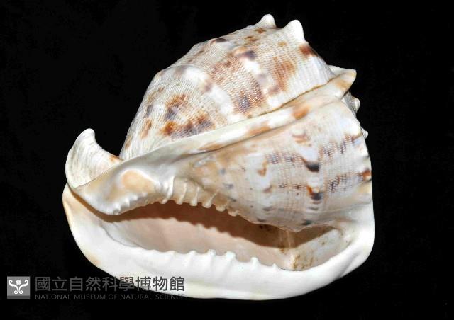 唐冠螺藏品圖，第4張