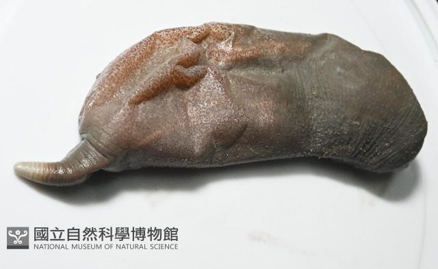 紫紋芋參藏品圖，第4張