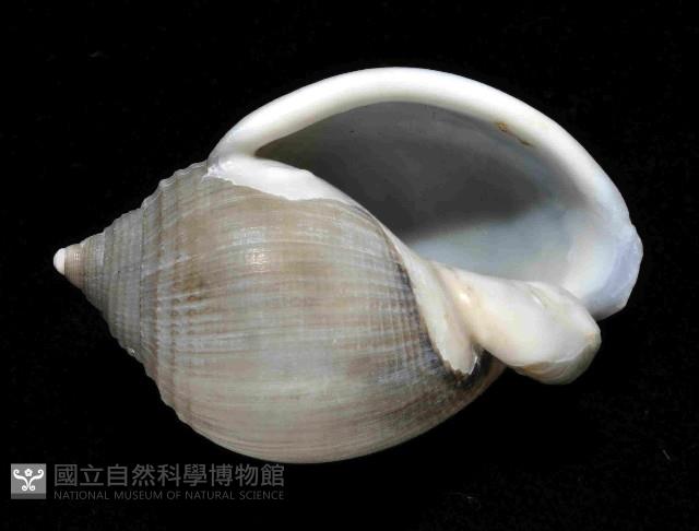 美姬鬘螺藏品圖，第4張
