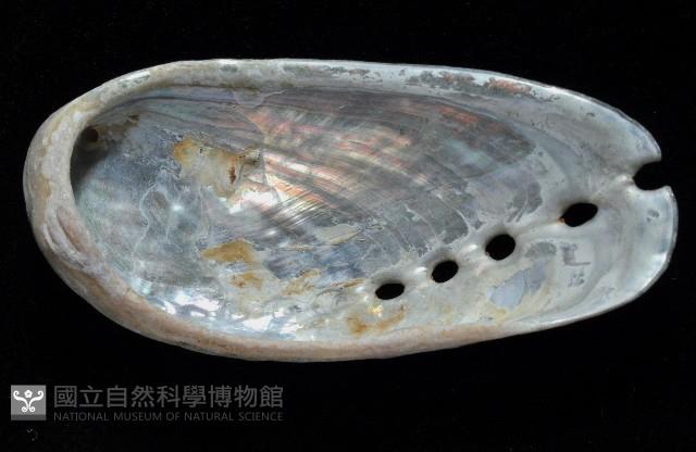 驢耳鮑螺藏品圖，第4張