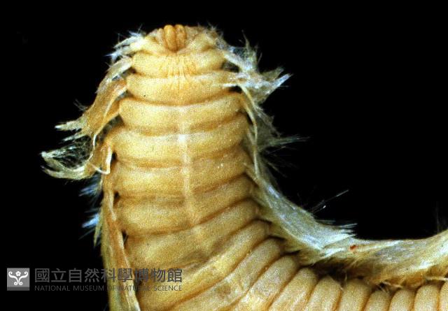 梯斑海毛蟲藏品圖，第4張