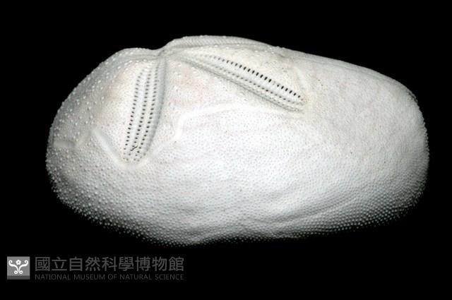 心形海壺藏品圖，第4張