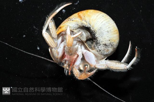 深水旋刺寄居蟹藏品圖，第4張