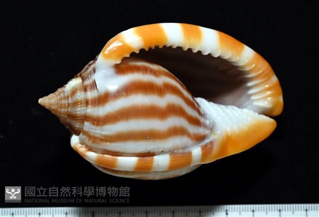 條紋鬘螺藏品圖，第4張