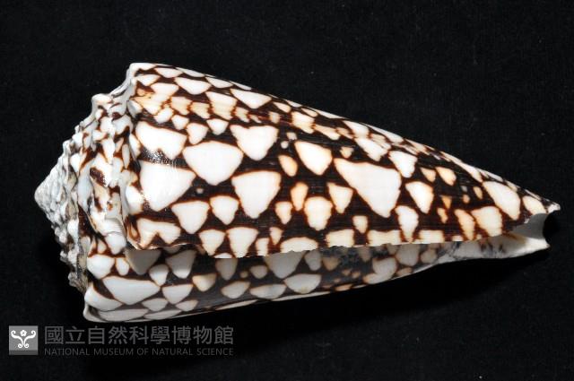 花巾芋螺藏品圖，第4張