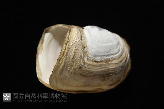 橢圓薄殼蛤藏品圖，第4張