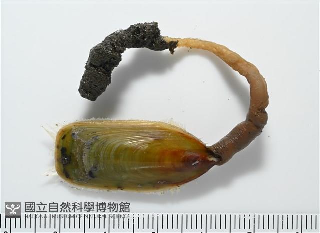亞氏海豆芽藏品圖，第4張