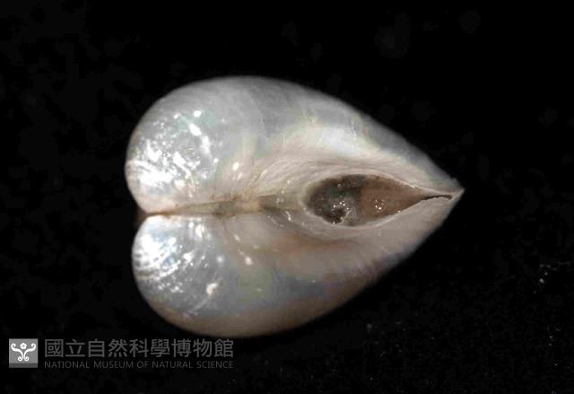 未知種杓蛤藏品圖，第4張