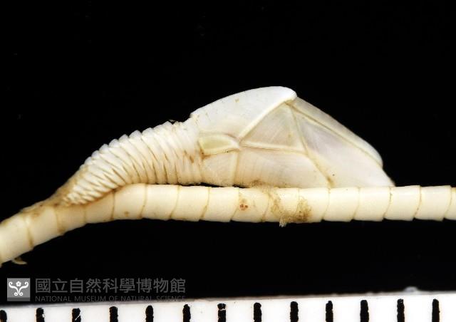 藤壺三角鎧茗荷藏品圖，第4張