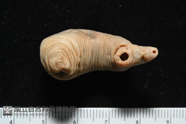 未知種吸蟲藏品圖，第4張