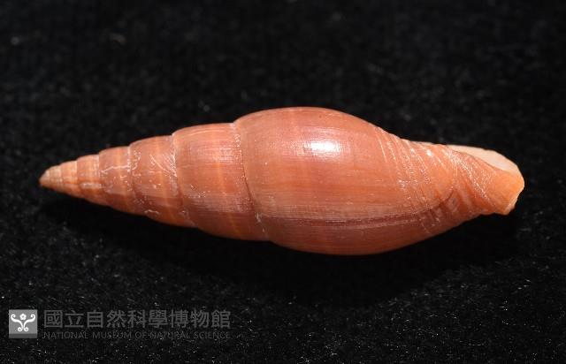 鐵灰蛹筆螺藏品圖，第4張
