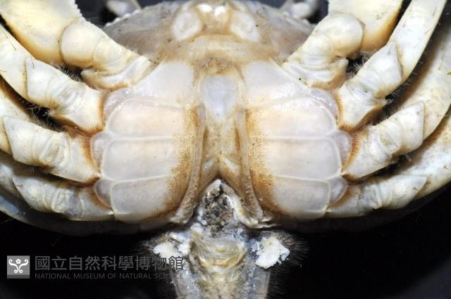 伍氏厚蟹藏品圖，第4張