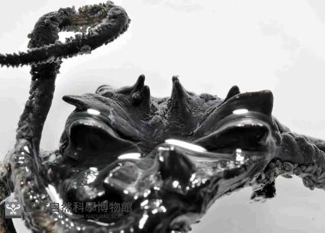 棕板蛇尾藏品圖，第4張