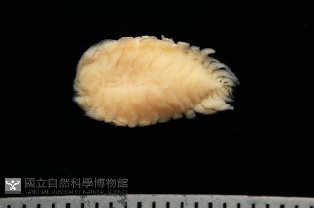 逆背阿波羅鰓虱藏品圖，第4張