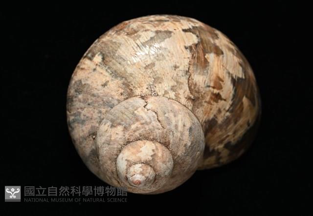 芮氏蠑螺藏品圖，第4張