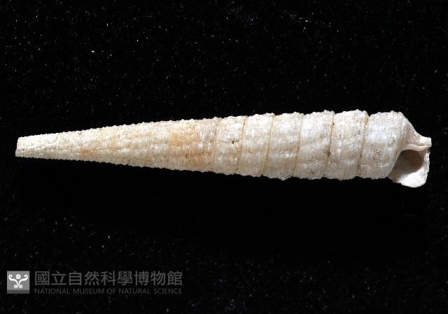 女王左錐螺藏品圖，第4張