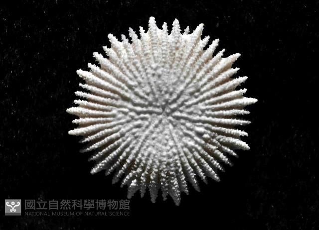 星角杯珊瑚(暫譯)藏品圖，第4張