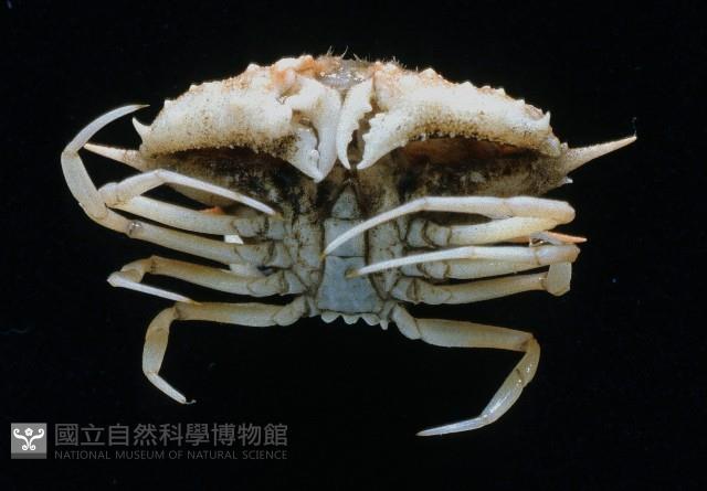 武裝筐形蟹藏品圖，第4張