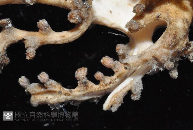 未知種莖管珊瑚藏品圖，第4張