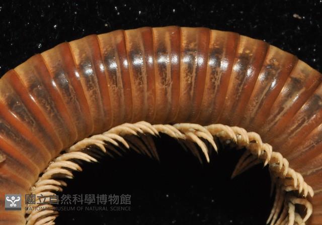 高桑厚甲馬陸藏品圖，第4張