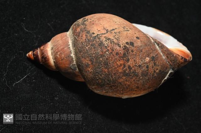 日本鳳螺藏品圖，第4張