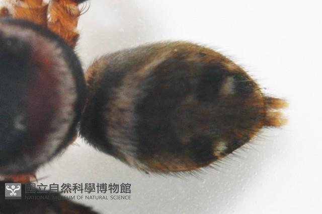 毛垛兜蠅虎藏品圖，第4張