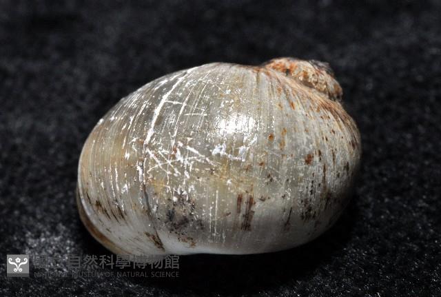 安東尼玉螺藏品圖，第4張