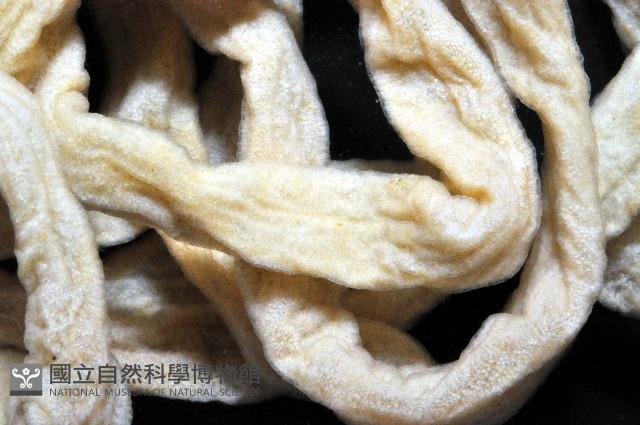 未知種紐蟲藏品圖，第4張
