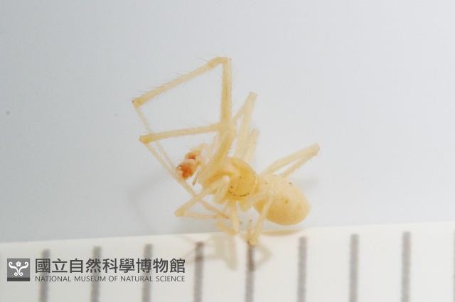 蘭嶼金姬蛛藏品圖，第4張